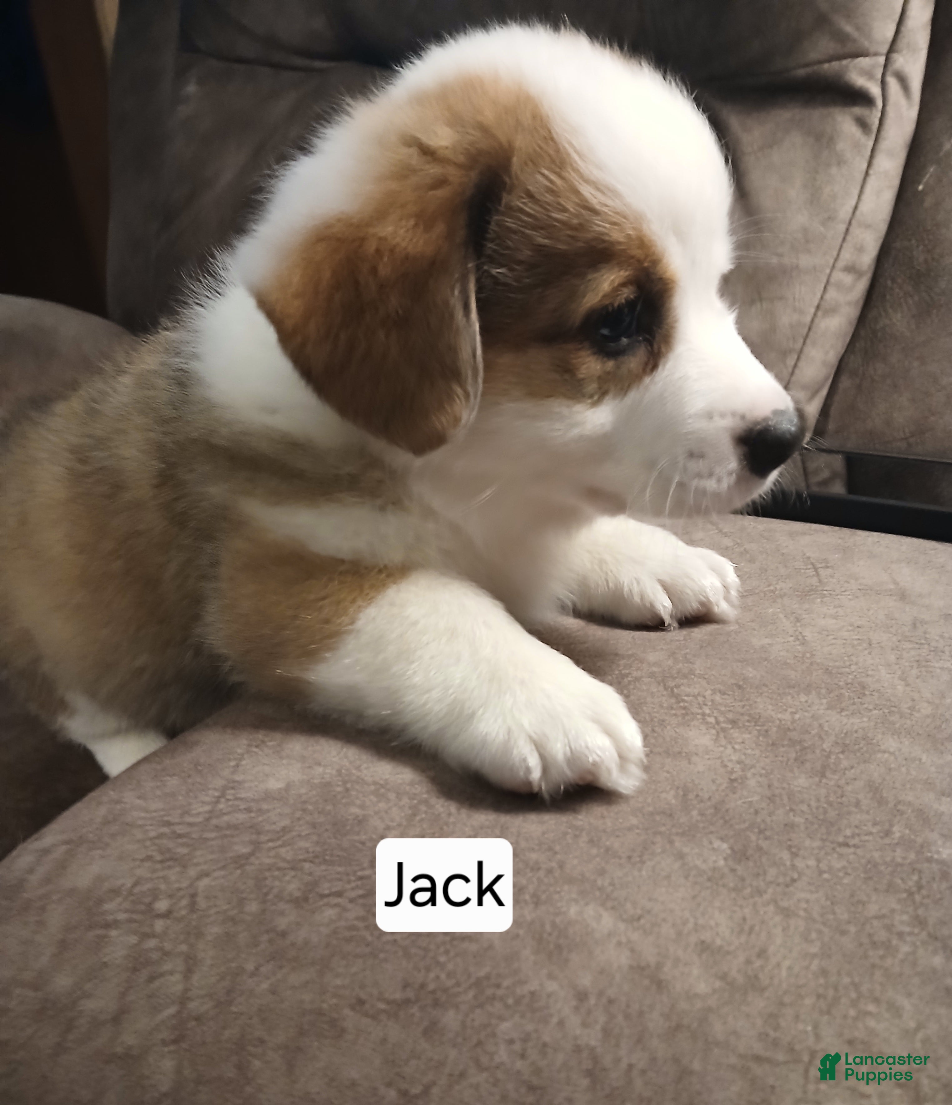 Welsh Corgi Pembroke dogs JACK - Ad 1