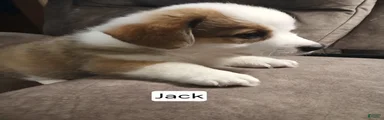 JACK