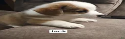 Welsh Corgi Pembroke dogs for sale: JACK - Ad 1
