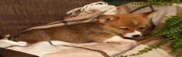 Welsh Corgi Pembroke dogs for sale: Justin - Ad 8