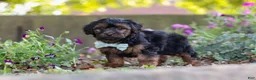 Yorkiepoo dogs for sale: Peter - Ad 6