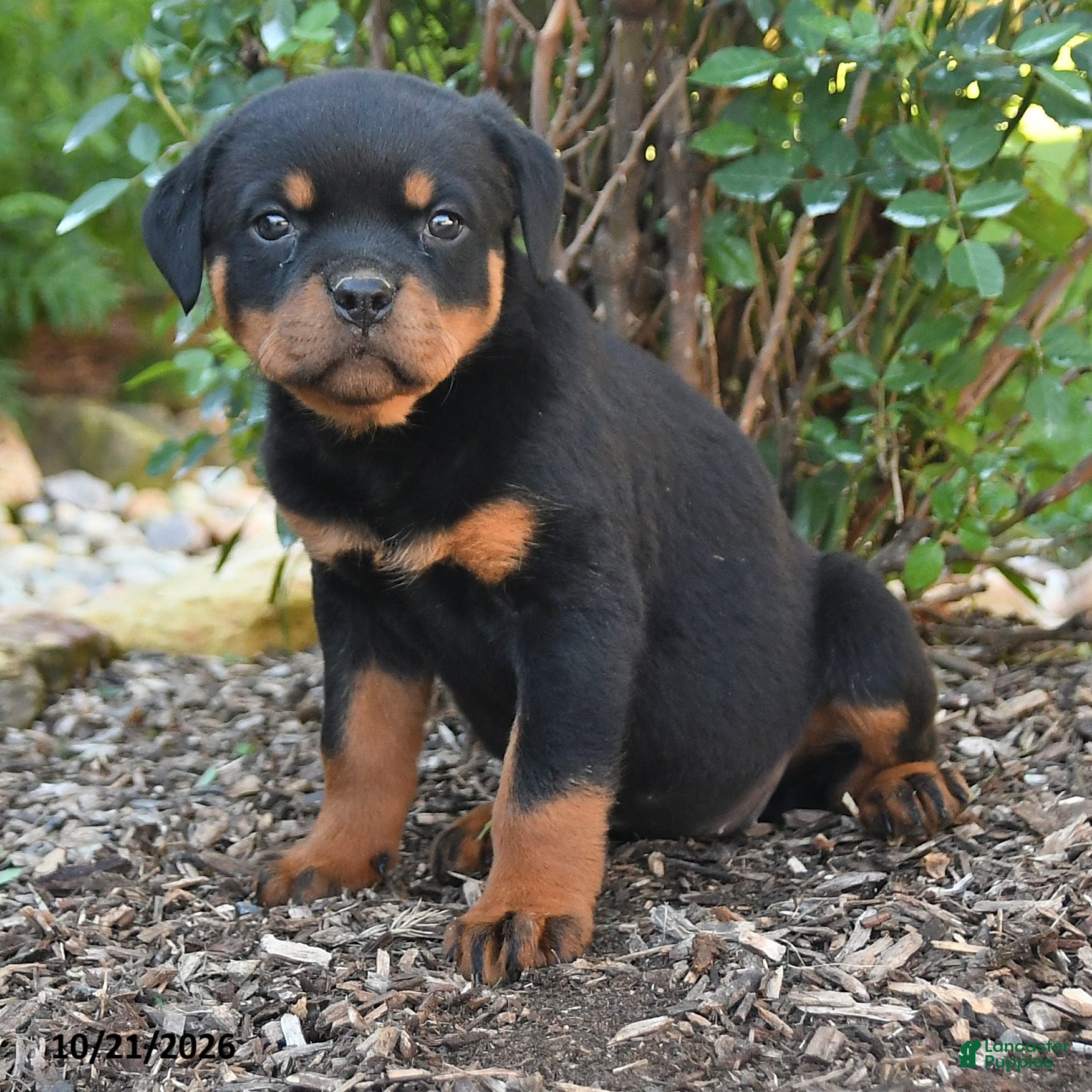 Rottweiler dogs Stella - Ad 2