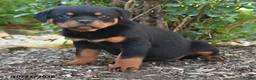 Rottweiler dogs for sale: Stella - Ad 2