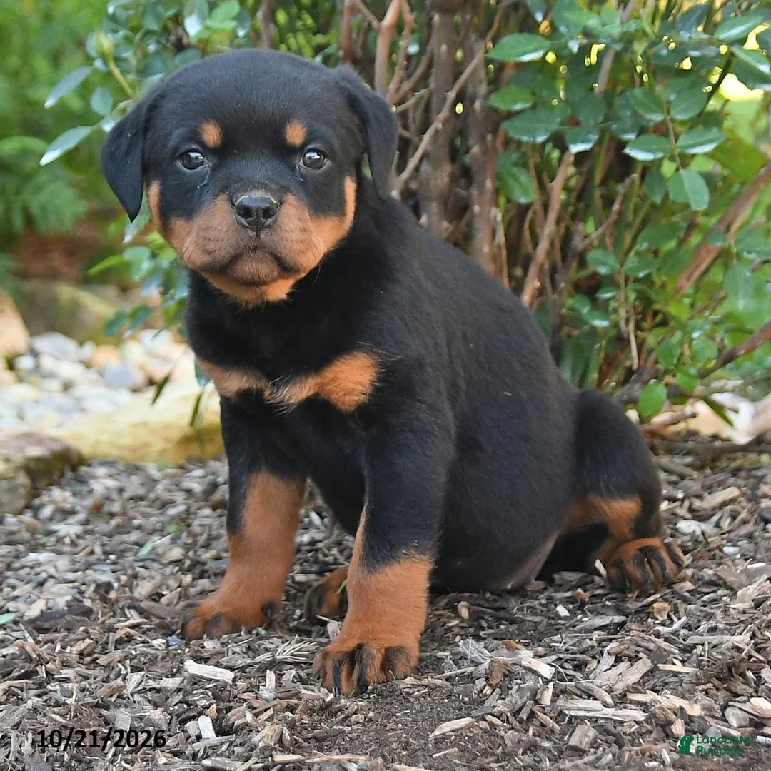 Rottweiler dogs for sale: Stella - Ad 2