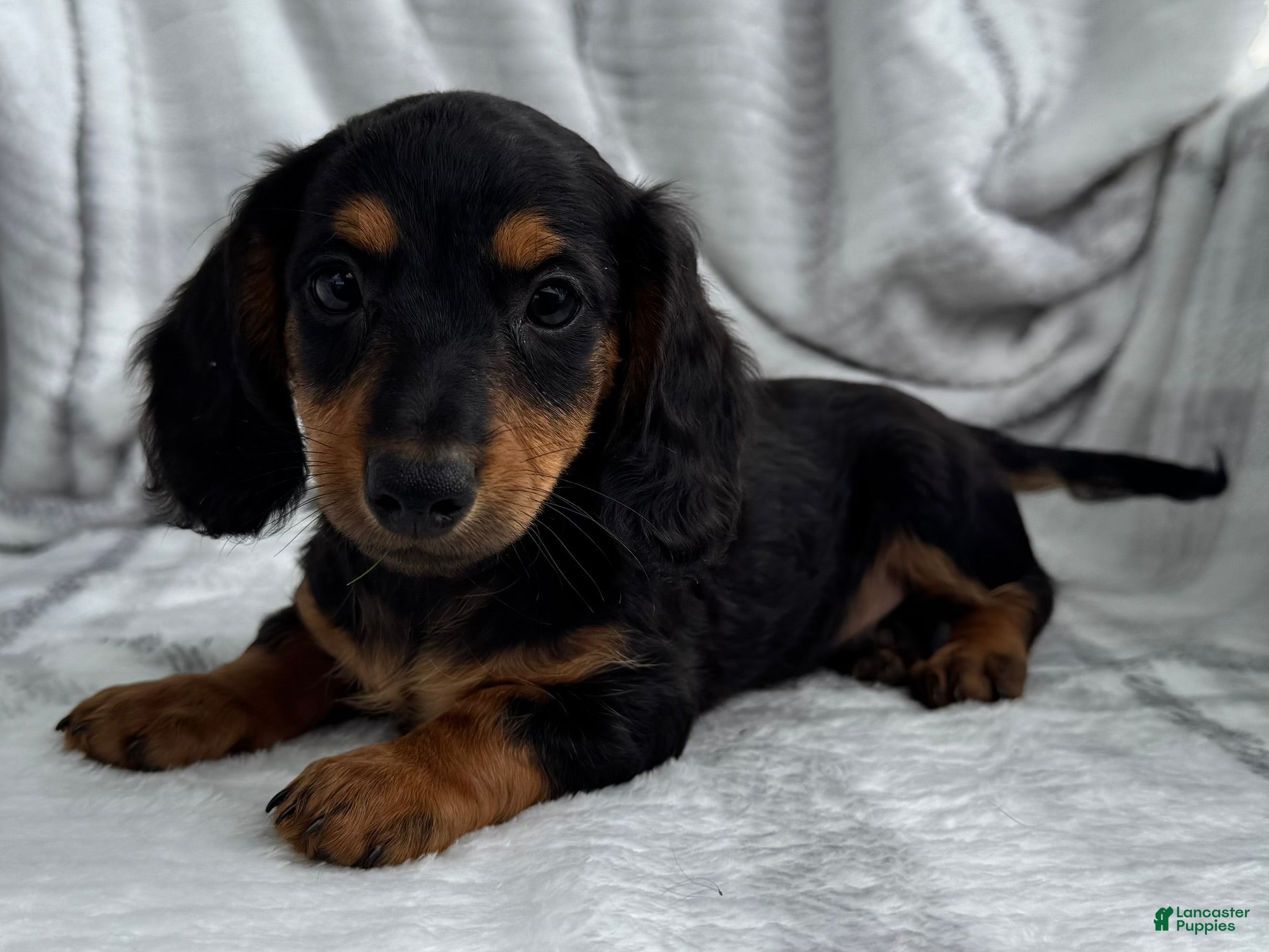Dachshund dogs Devo - Ad 2