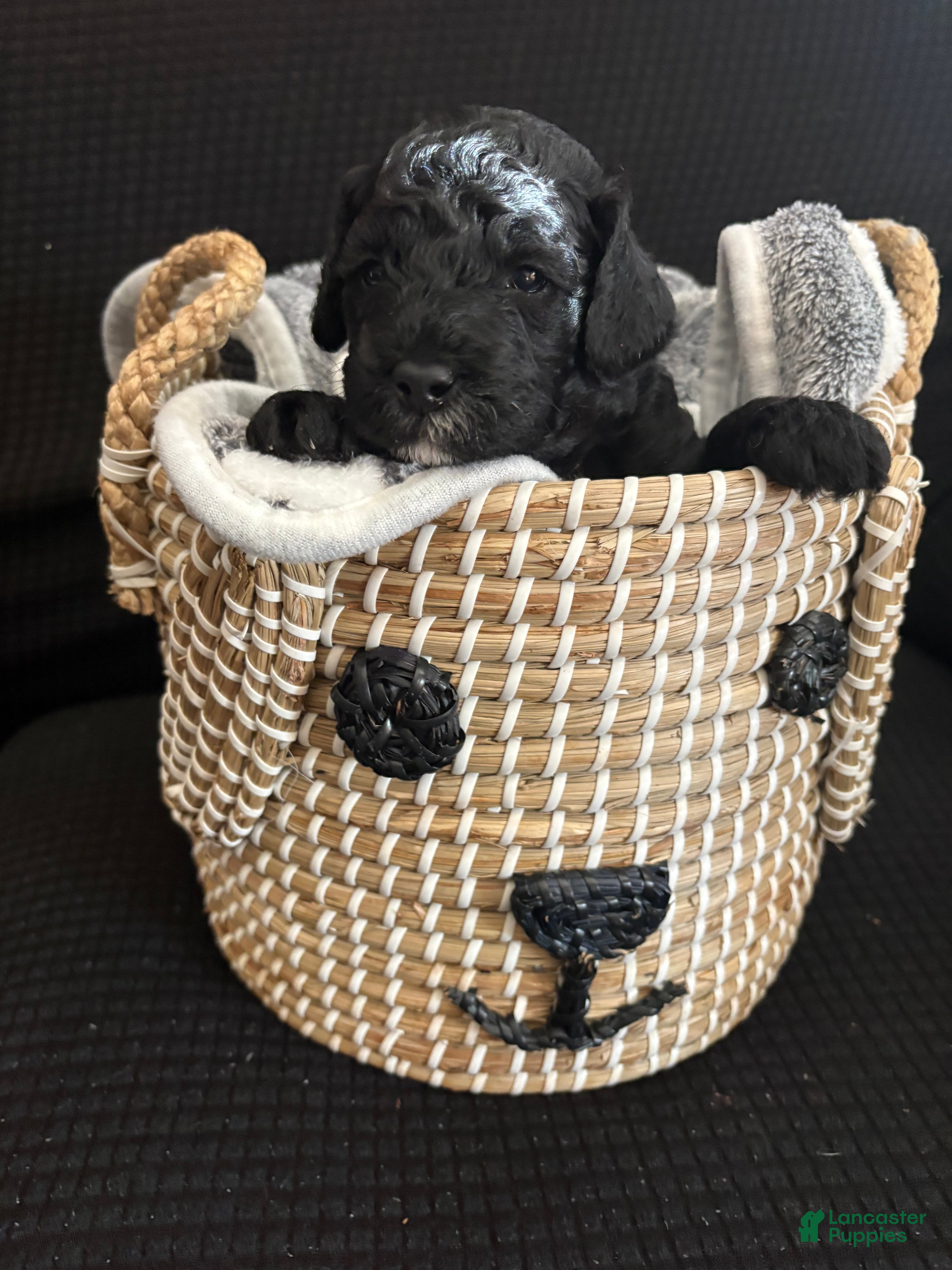 Bichpoo dogs Bichpoo Puppy 2 - Ad 36