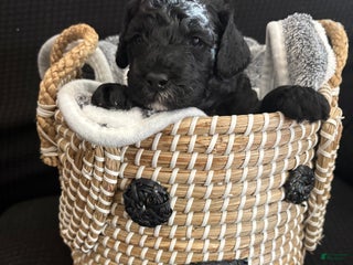 Bichpoo dogs Bichpoo Puppy 2 - Ad 32