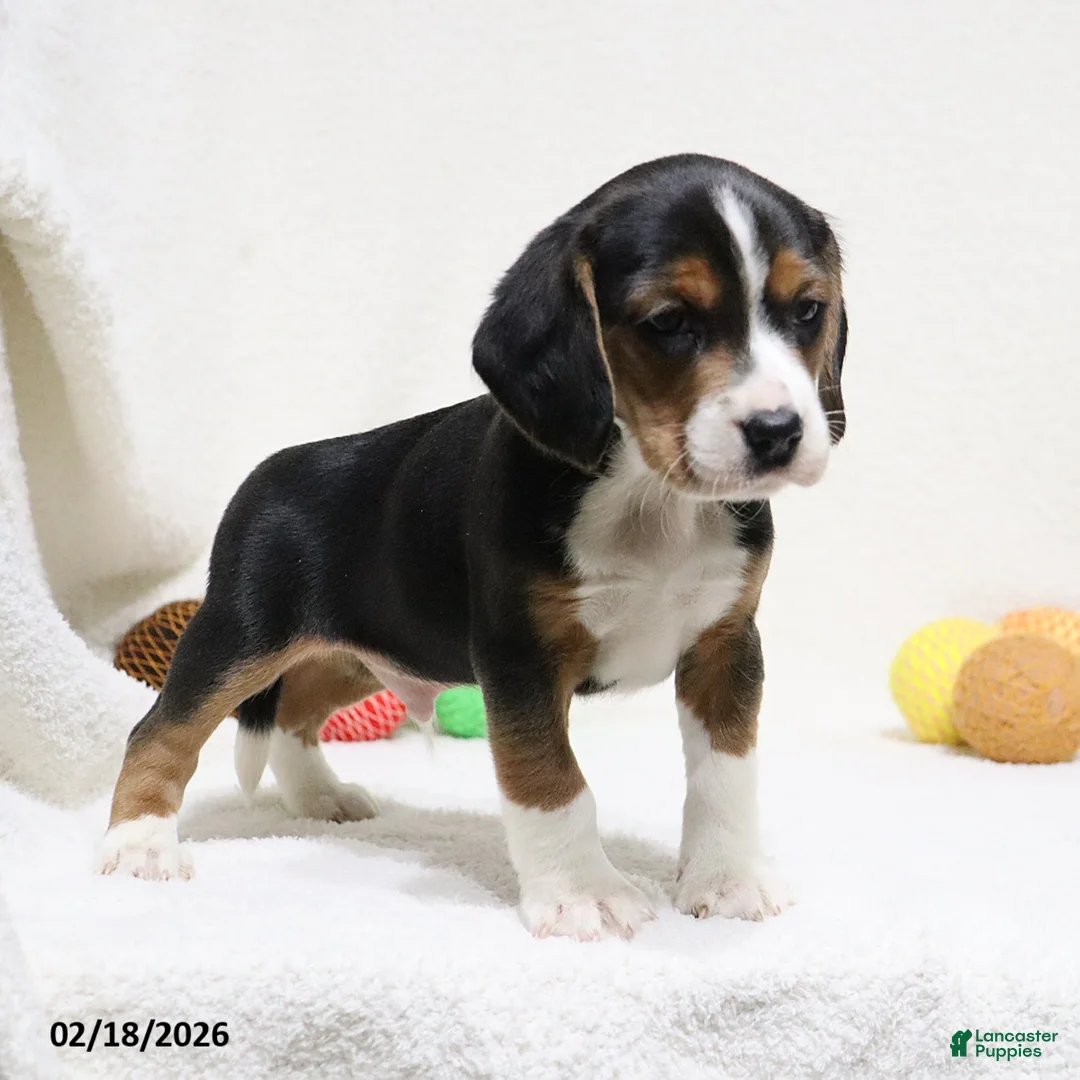Beagle dogs for sale: Nigel - Ad 1