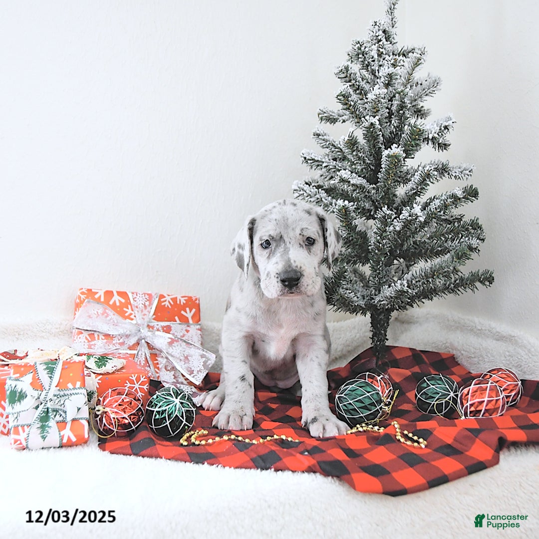 Great Dane dogs for sale: Iris - Ad 3