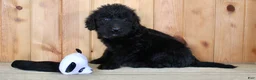 Labradoodle dogs for sale: Tulip - Ad 7