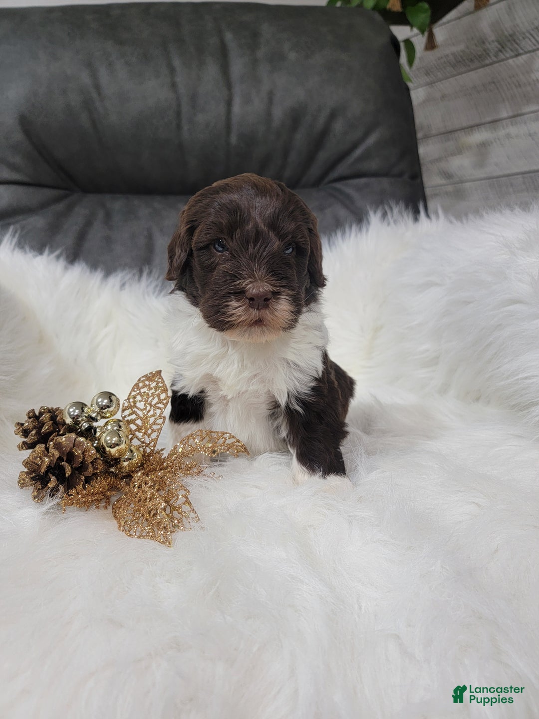 Portuguese Water Dog dogs for sale: Dasher - Ad 2
