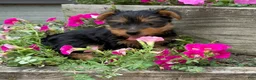 Yorkshire Terrier dogs for sale: Ruby - Ad 5