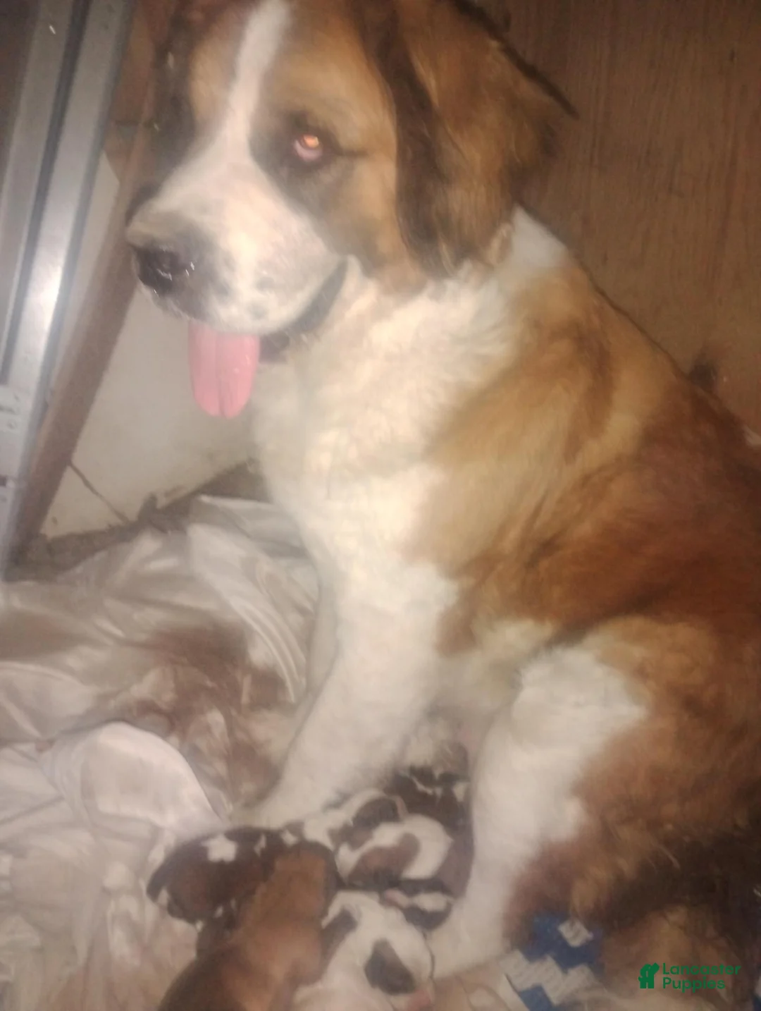 Saint Bernard dogs for sale: Saint Bernard 2 - Ad 5