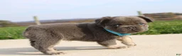 French Bulldog dogs for sale: Bingo - Ad 5