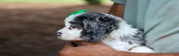 Cocker Spaniel dogs for sale: Jaxon 🐶💙 - Ad 12