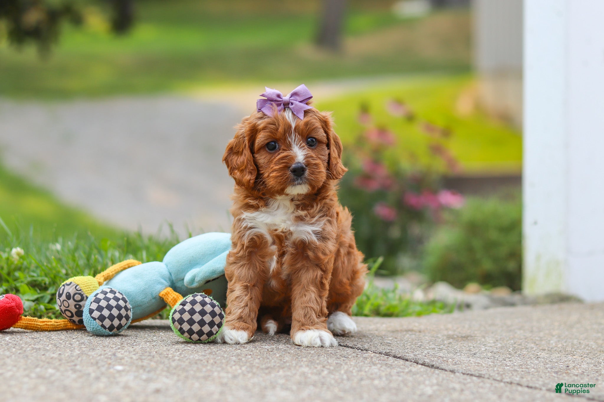 Cavapoo dogs Bella - Ad 2