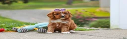 Cavapoo dogs for sale: Bella - Ad 2