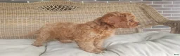 Cavapoo dogs for sale: Skye - Ad 7
