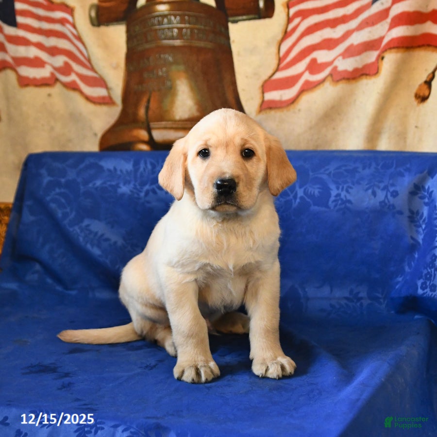 Labrador Retriever dogs Hickory - Ad 13
