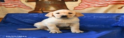 Labrador Retriever dogs for sale: Hickory - Ad 1