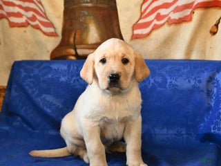 Labrador Retriever dogs Hickory - Ad 10