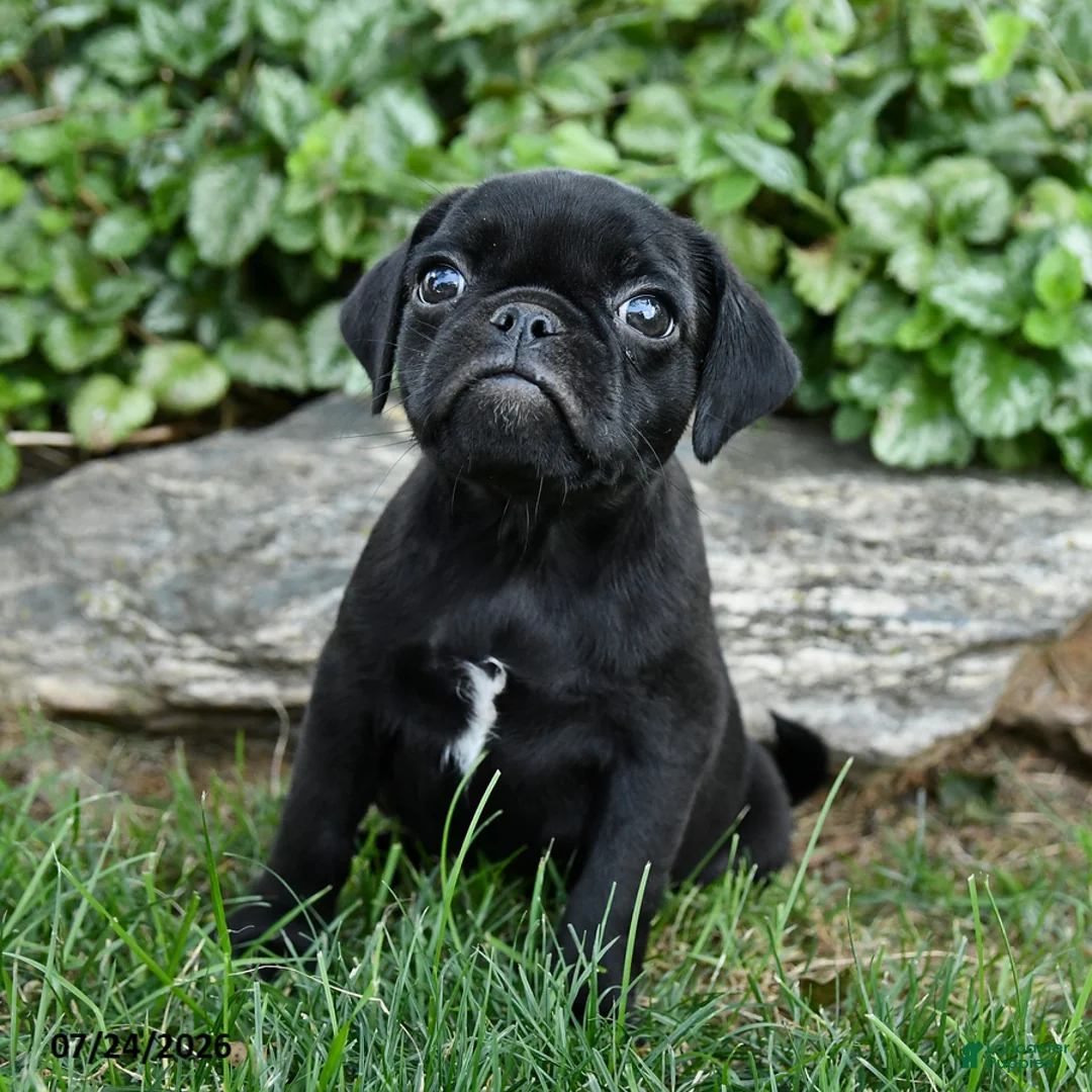 Pug dogs for sale: Duke - Ad 3