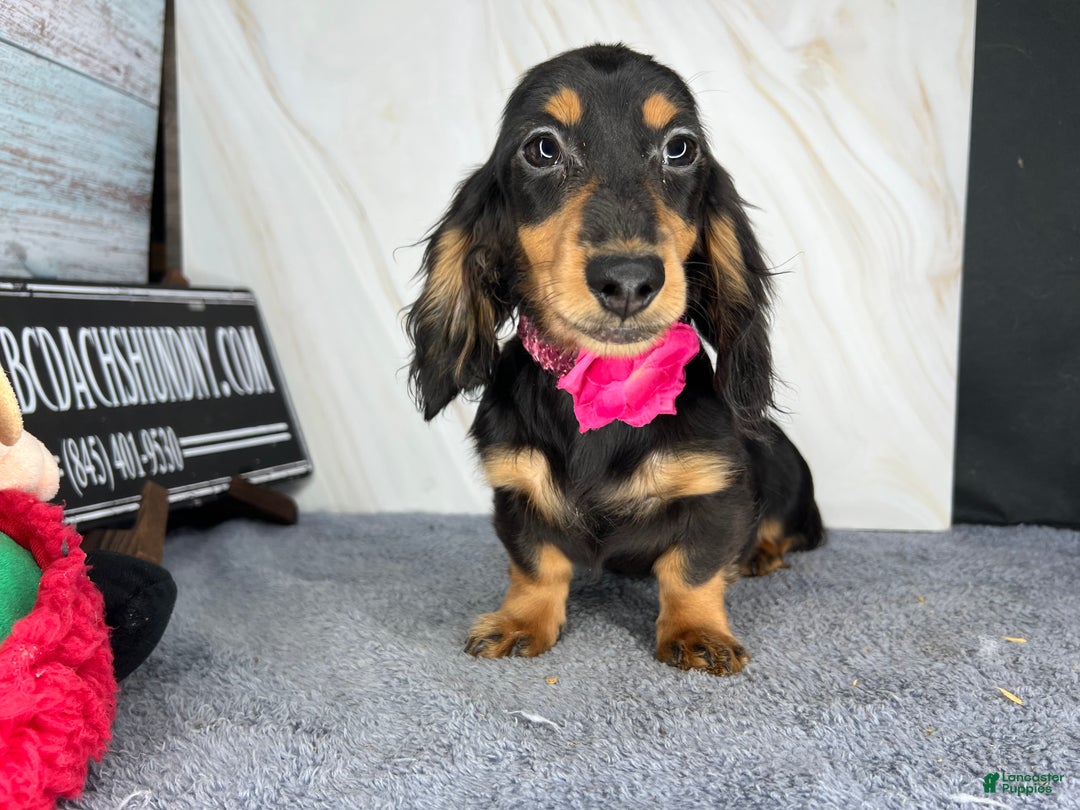 Miniature Dachshund dogs for sale: Ch imports - Ad 5