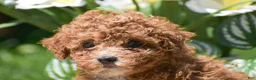 Miniature Poodle dogs for sale: Penny - Ad 3