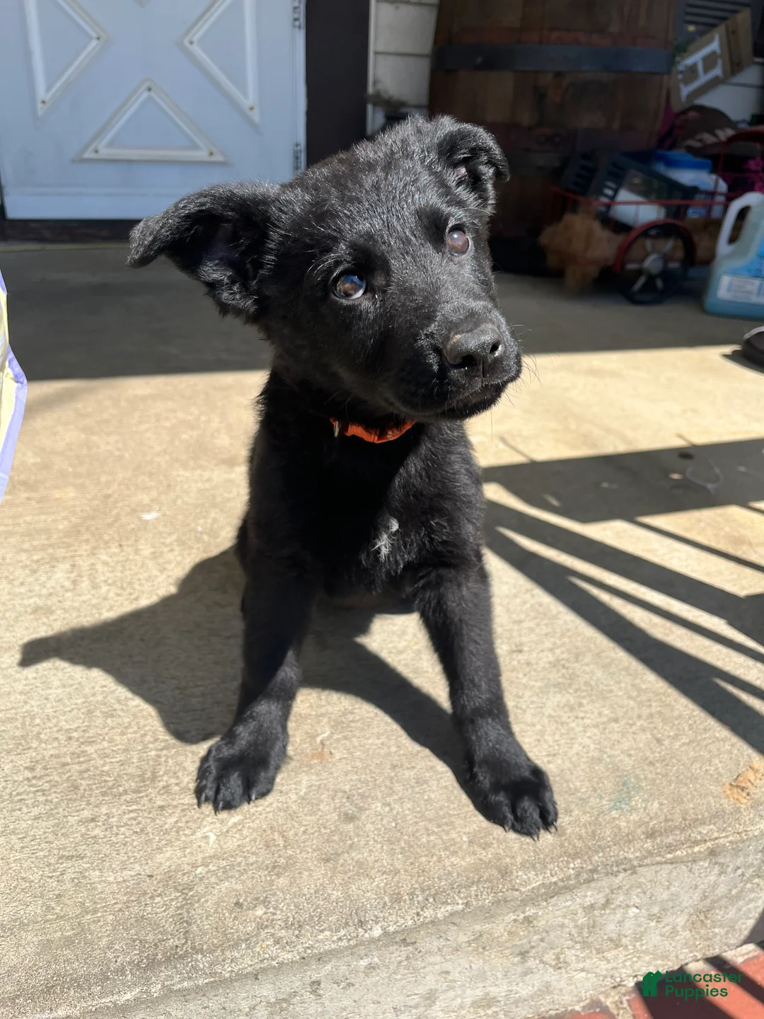 German Shepherd dogs for sale: German Shepherd Puppy 1 (Squawk) - Ad 1