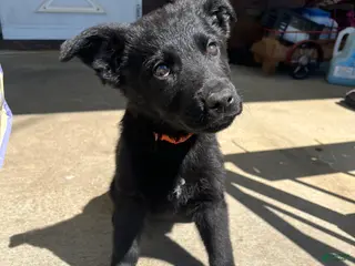 German Shepherd dogs German Shepherd Puppy 1 (Squawk) - Ad 18