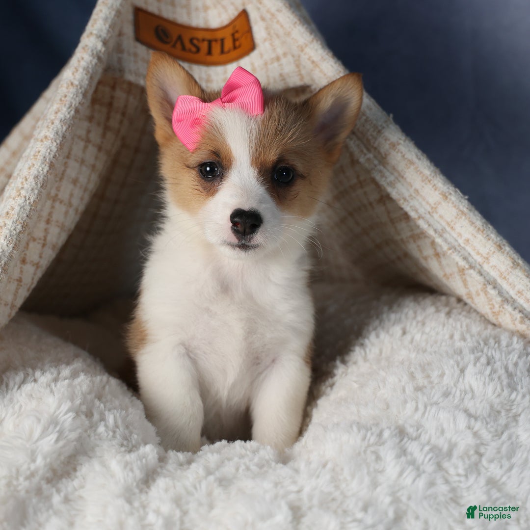 Welsh Corgi Pembroke dogs for sale: Dixie - Ad 19