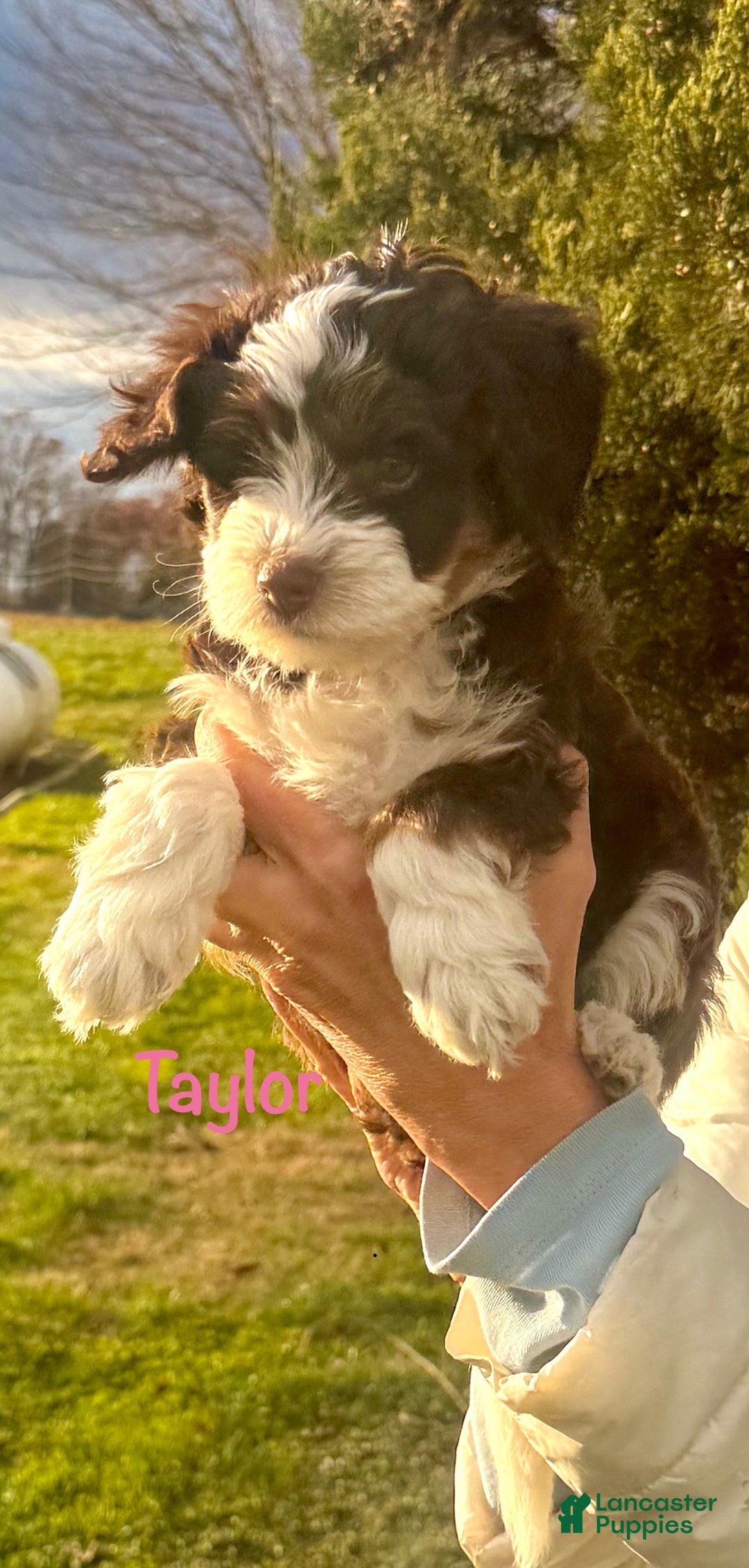 Mini Bernedoodle dogs for sale: Taylor - Ad 2