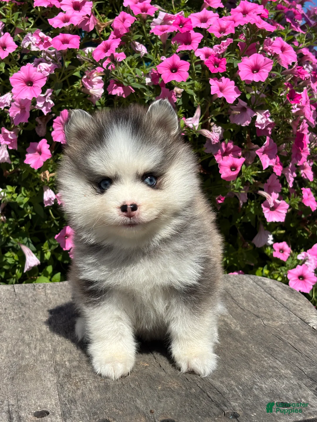 Pomsky dogs for sale: Zelda - Ad 1