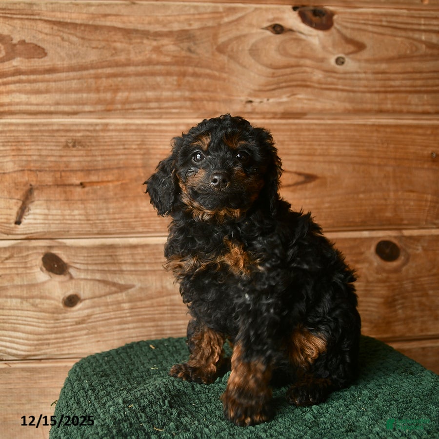 Mini Goldendoodle dogs Nate  - Ad 2