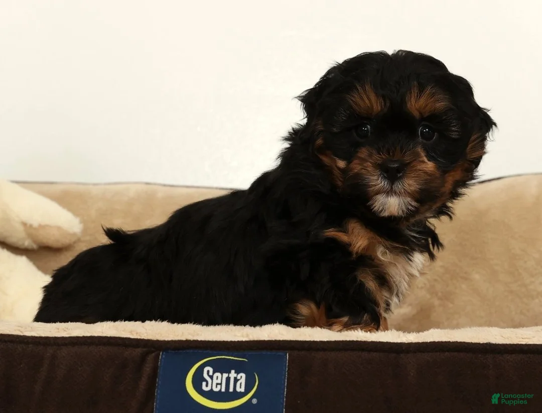 Shihpoo dogs for sale: Shane - Ad 7