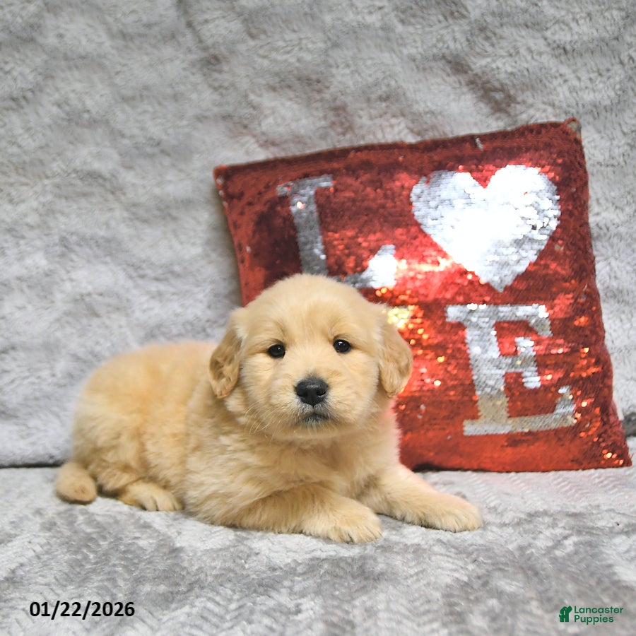 Golden Retriever dogs Louie - Ad 38