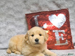Golden Retriever dogs Louie - Ad 38