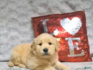 Golden Retriever dogs Louie - Ad 9