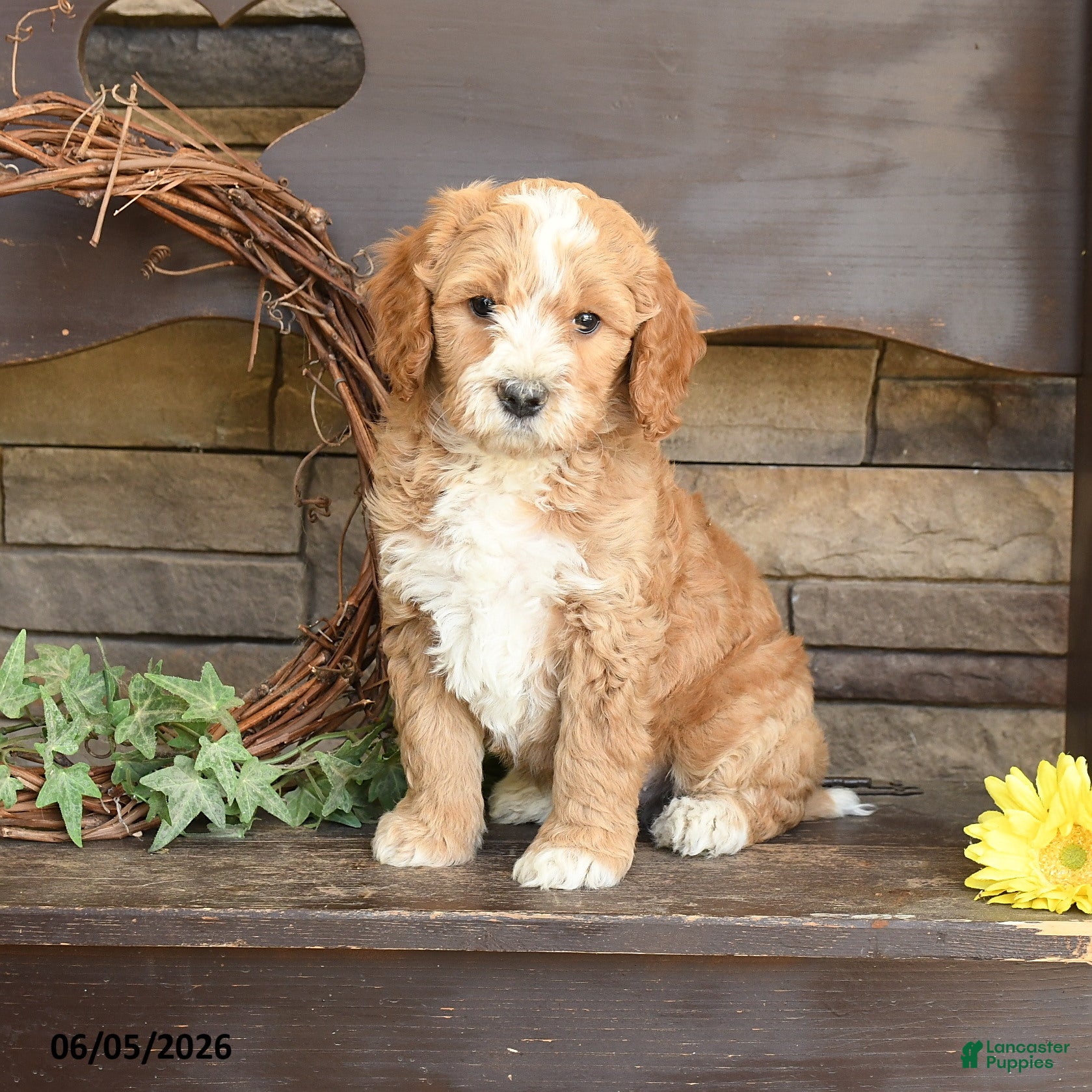 Mini Goldendoodle dogs for sale: Mason - Ad 1