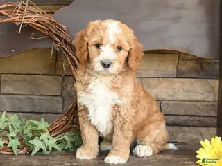 Mini Goldendoodle dogs for sale: Mason - Ad 1