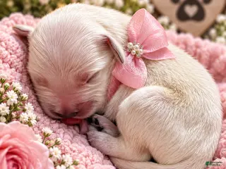 Golden Retriever dogs Goldie - Ad 33