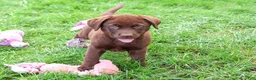 Labrador Retriever dogs for sale: Mabel - Ad 4