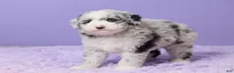 Mini Sheepadoodle dogs for sale: Sammie - Ad 5