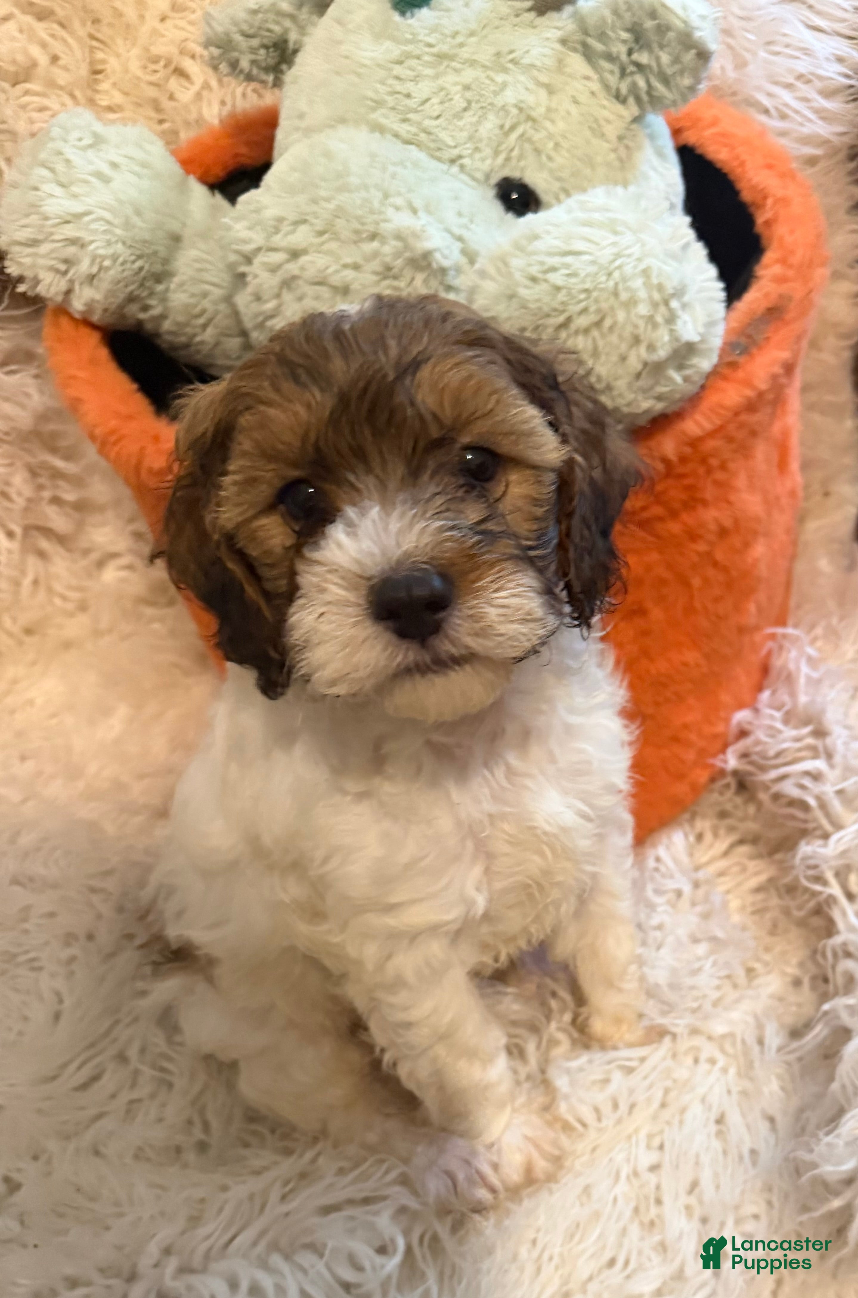 Lhasapoo dogs LaBraun - Ad 1