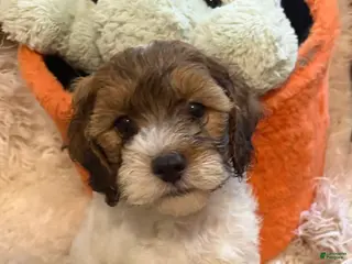 Lhasapoo dogs for sale: LaBraun - Ad 3