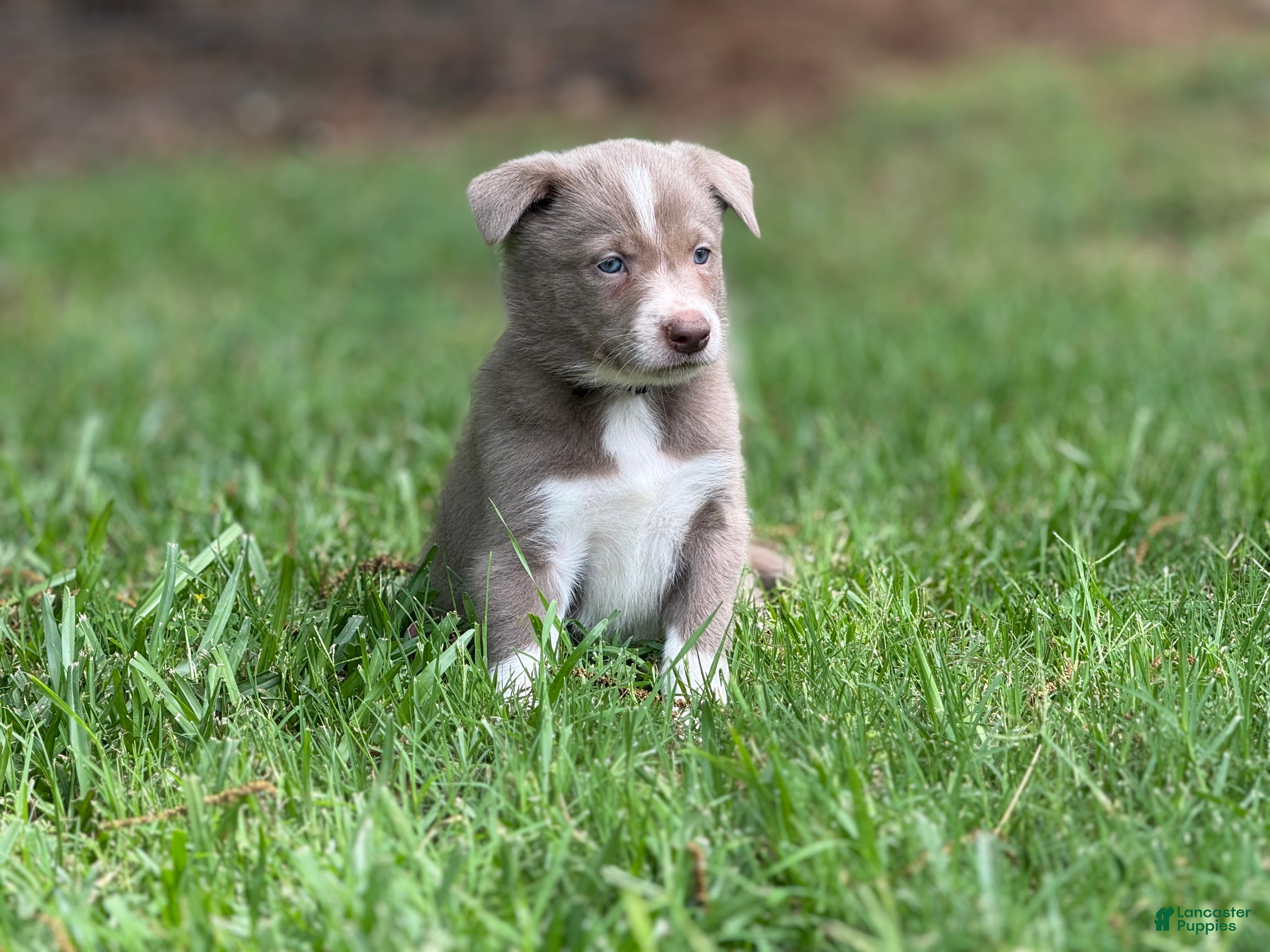Border Collie dogs Lilac- short hair - Ad 27