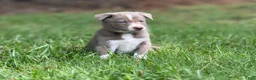 Border Collie dogs for sale: Lilac- short hair - Ad 2