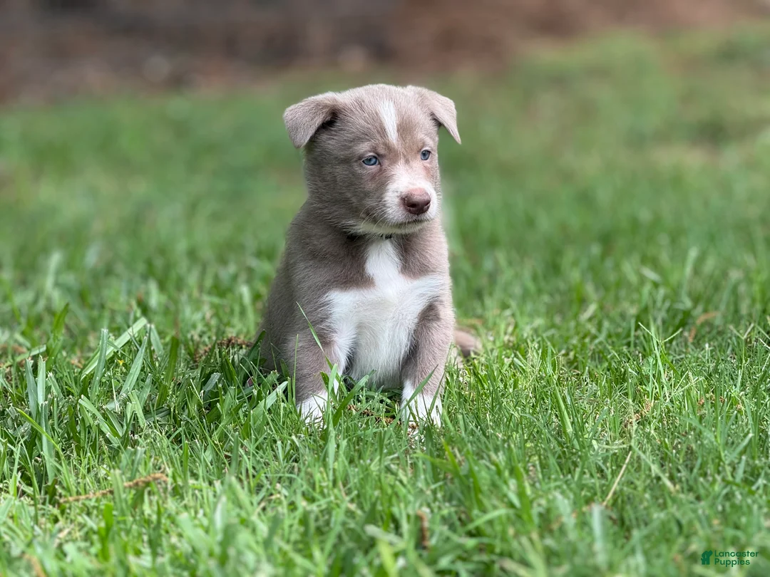 Border Collie dogs for sale: Lilac- short hair - Ad 2