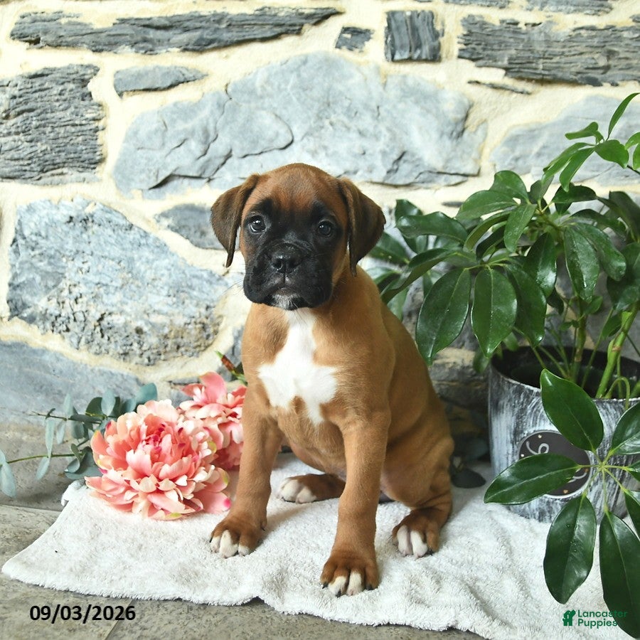 Boxer dogs Clementine - Ad 2