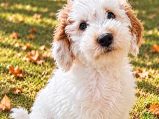 Mini Goldendoodle dogs Mini Goldendoodle male puppy - Ad 1